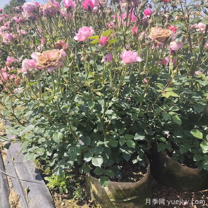 月季花期为什么有长有短？(图2)