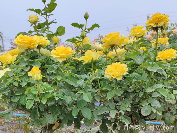 阳台贝壳月季能长多高？(图1)