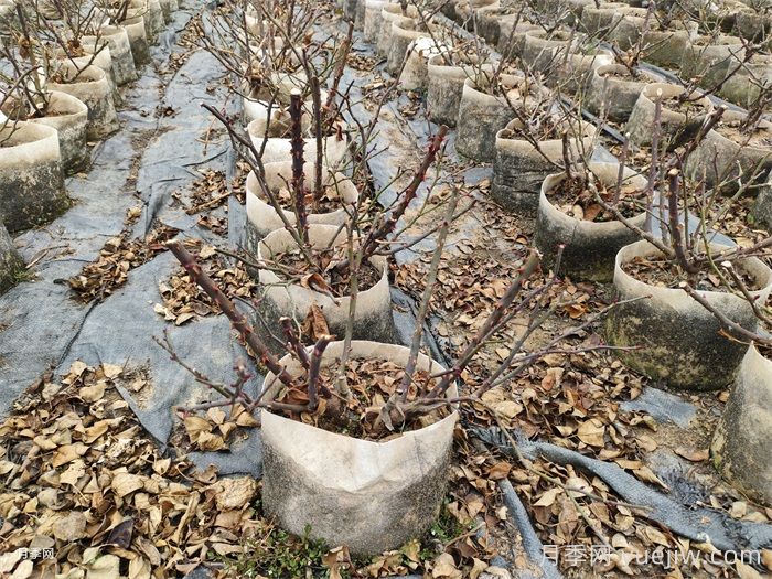 东北能种月季花吗？(图2)