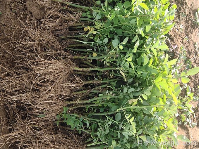 月季牙签苗的种植和养护(图2)