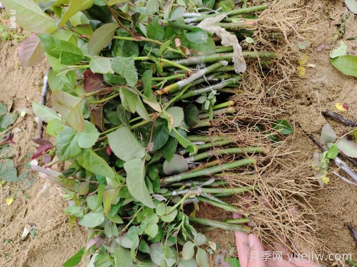 月季牙签苗的养壮小技巧(图1)