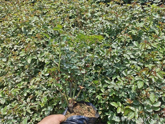 月季小苗要剪掉花苞吗？如何多分枝(图1)