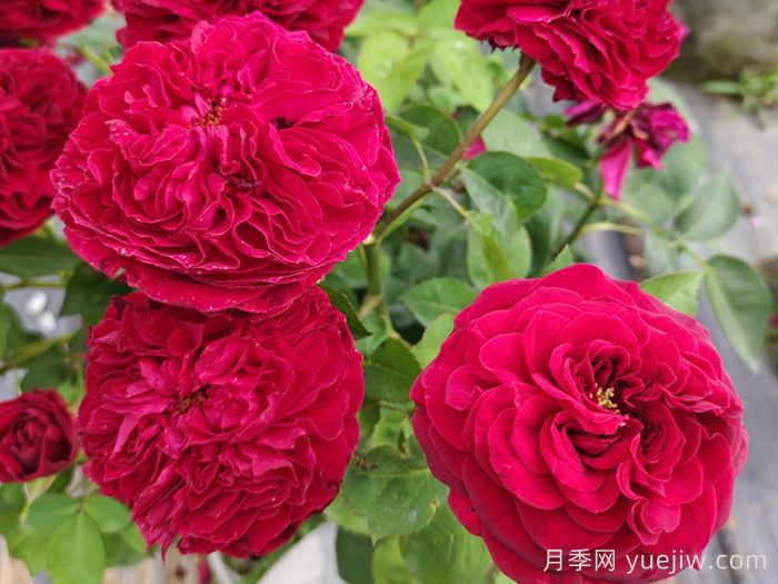 黑鱼子酱月季和黑伍德月季哪个好？(图2)