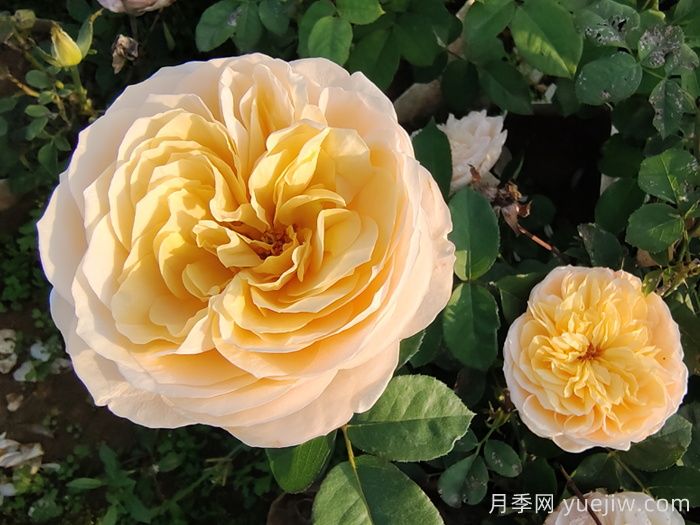 不同颜色的月季花语与寓意(图2)