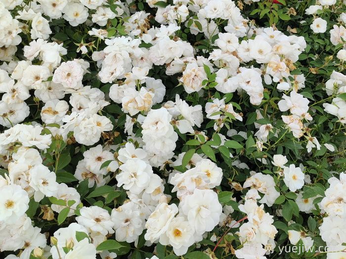 新疆可以种植哪些月季花品种？(图1)