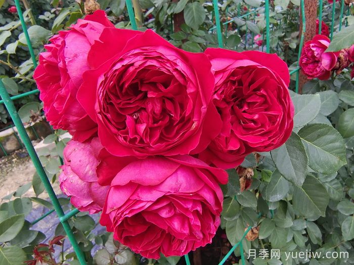 新疆可以种植哪些月季花品种？(图3)