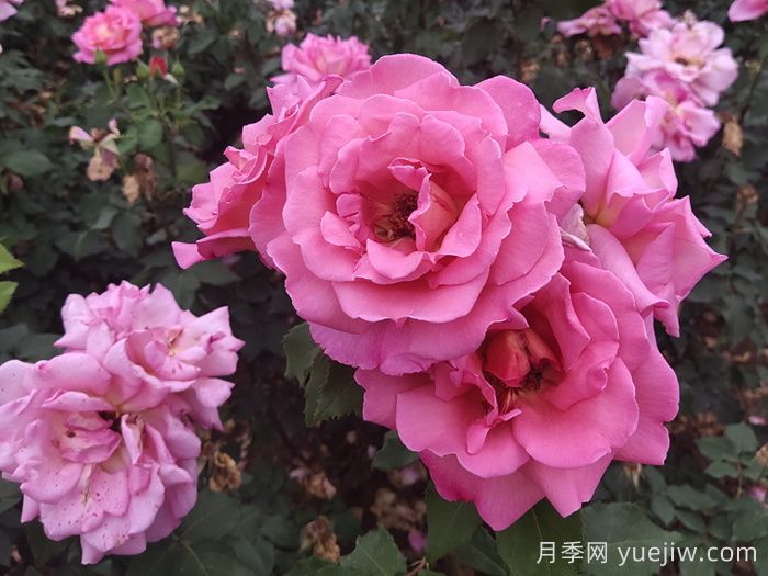 月季多开花的养护要点(图1)