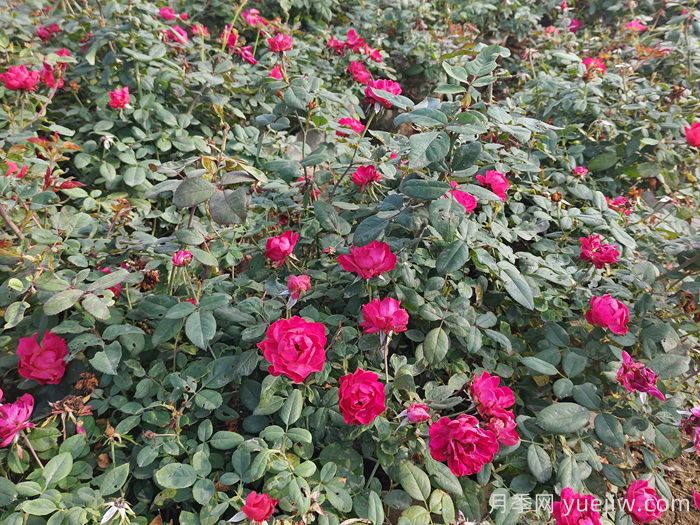 西藏园林绿化有哪些适合的月季？(图1)