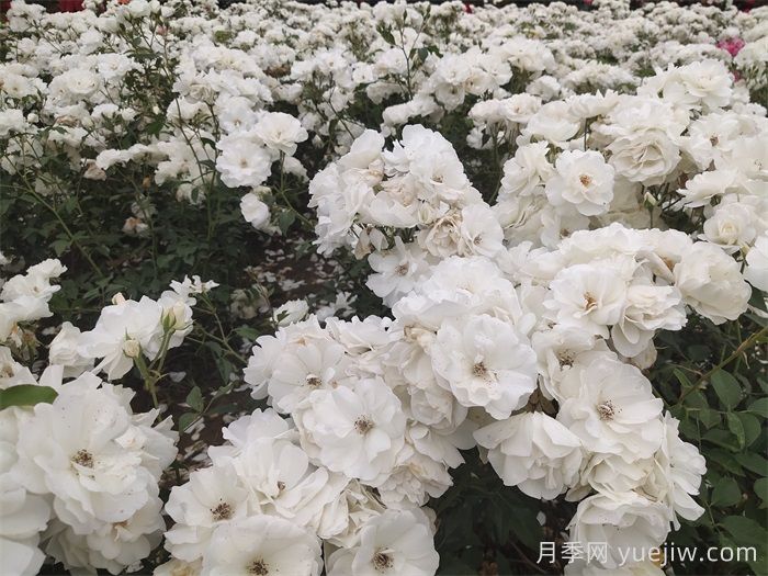 西藏园林绿化有哪些适合的月季？(图3)