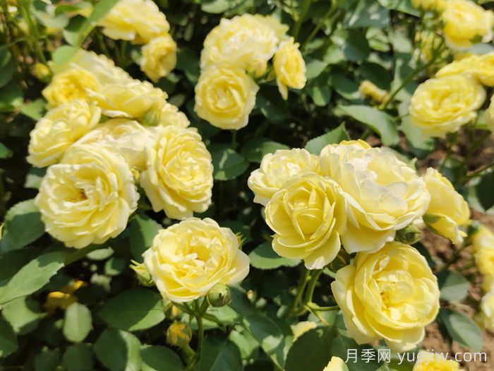 给月季花浇水时要避免浇到哪些部位？(图1)
