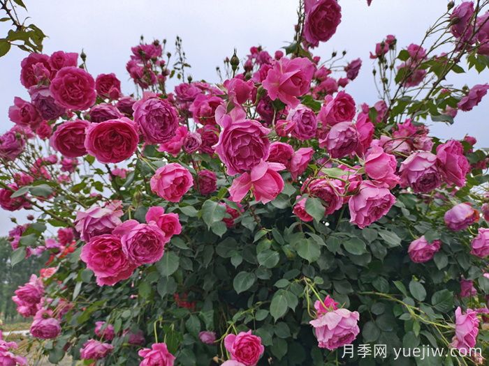 月季有红蜘蛛用什么药防治效果好？(图1)