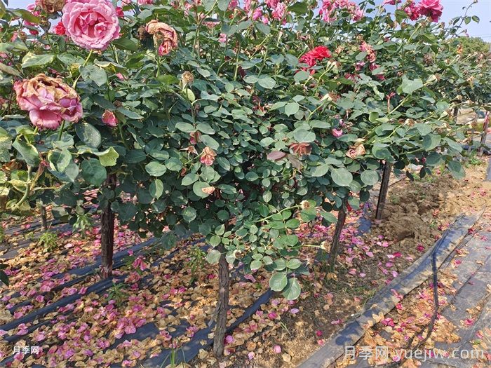 月季叶子干枯是什么原因？(图1)