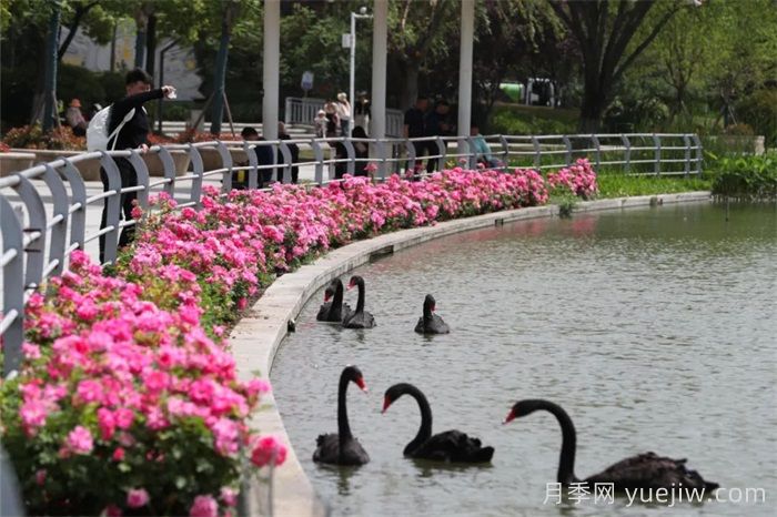 襄阳月季：一起去看满城月季花开(图1)