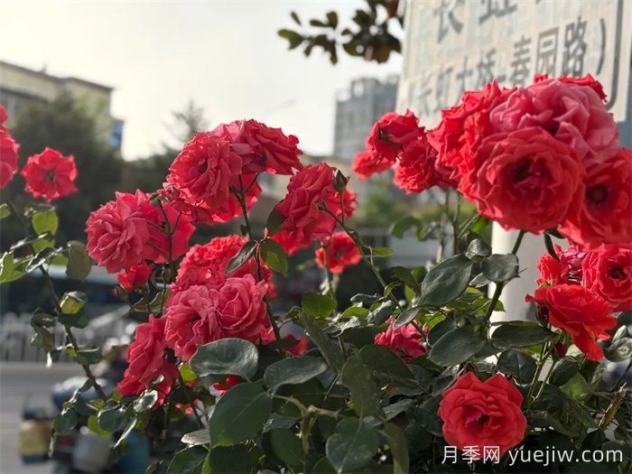 襄阳月季：一起去看满城月季花开(图4)