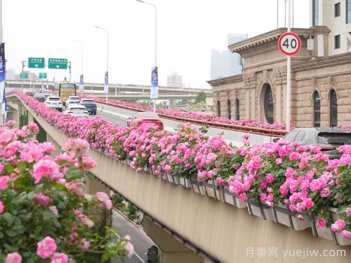 上海月季：申城月季全城开，赏月季地图指南(图1)