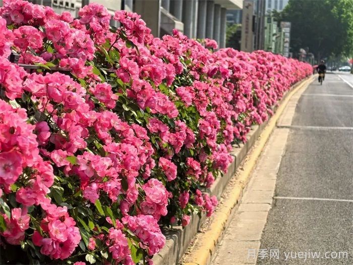 上海月季：申城月季全城开，赏月季地图指南(图7)