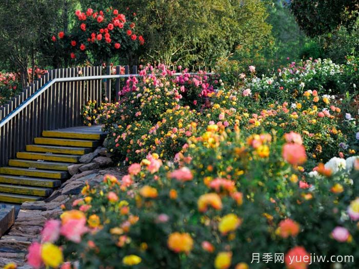 上海月季：申城月季全城开，赏月季地图指南(图3)