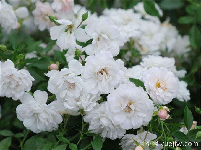 月季介绍之彗星(图1)