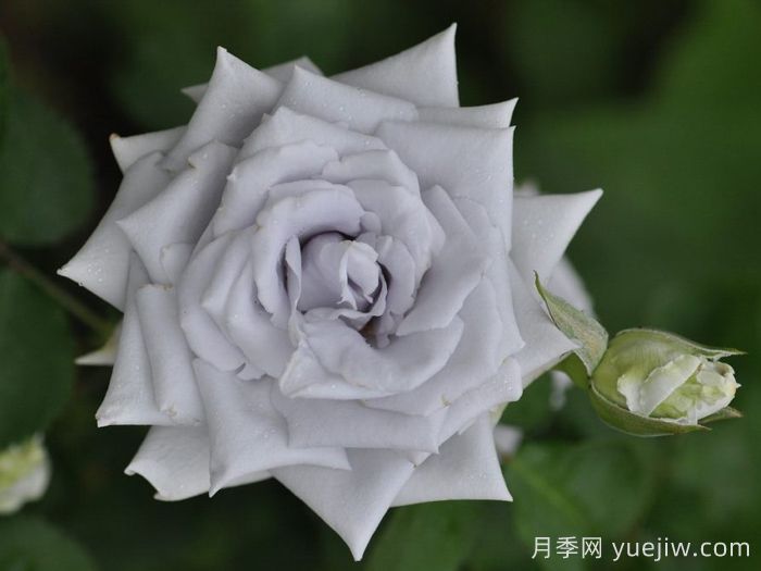 月季介绍之蓝色天堂(图1)