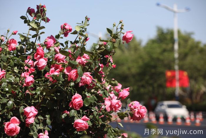 滨州月季：市花月季绽放，繁花似锦惹人醉！(图1)