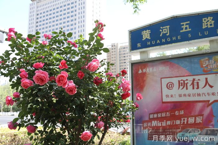 滨州月季：市花月季绽放，繁花似锦惹人醉！(图2)