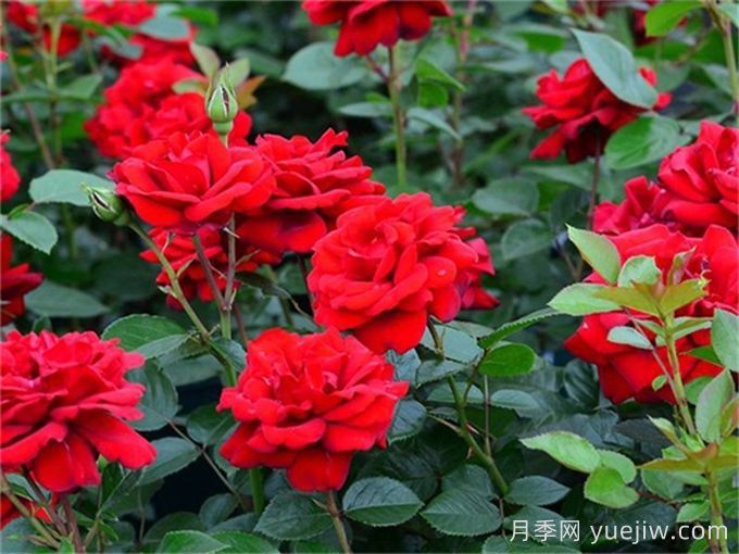 月季介绍之青梅之爱(图1)