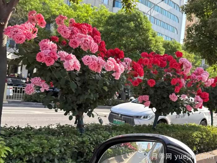 西安月季：一路绚烂，素质月季花开满西安(图1)