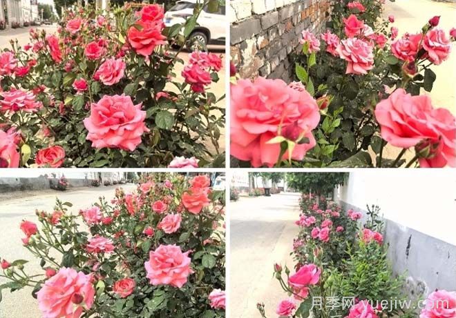 定州月季：东留春乡月季花开惹人醉(图2)