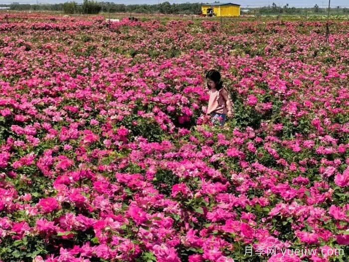 西安月季：西咸新区300万株月季花海火出圈(图1)