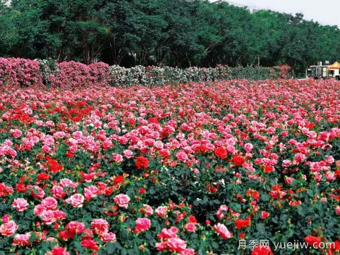 西安月季：西咸新区300万株月季花海火出圈(图2)