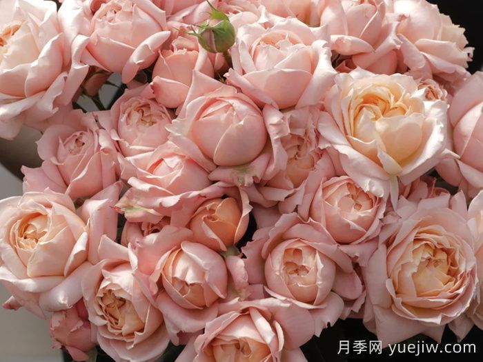 月季介绍之朱丽叶塔(图1)