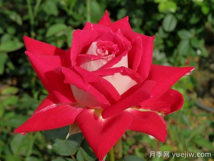 探秘花中皇后：月季不为人知的绮丽世界(图1)