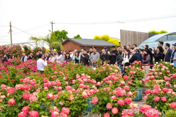 邯郸月季：肥乡区首届月季产业高质量发展大会举办(图2)