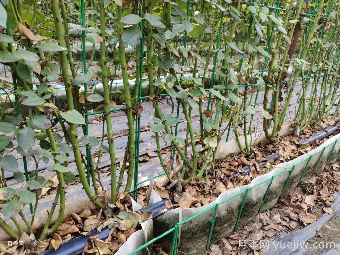 月季网片/网片花墙(图5)