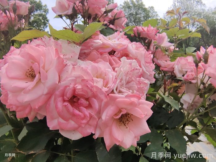 月季花后需要修剪吗？不剪可以吗？(图1)