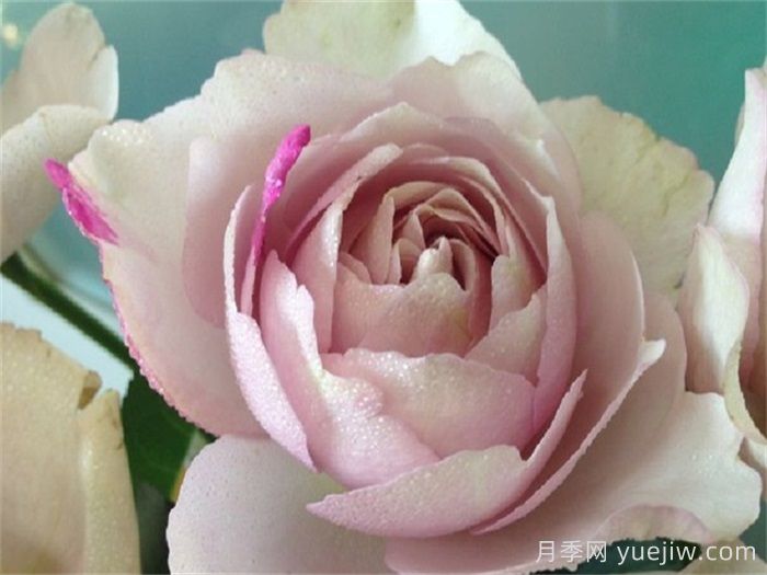 伊芙IS月季(图1)