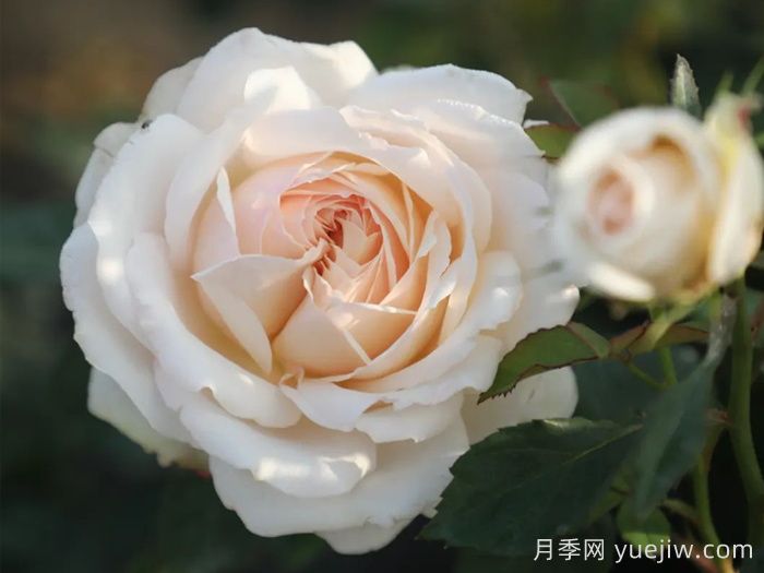 天狼月季早期自育优秀月季品种(图4)