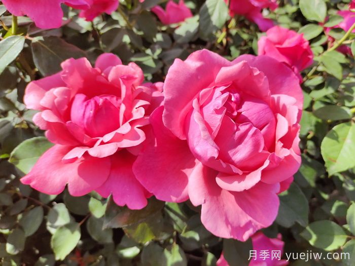 南阳月季国家林木种质资源库收集保存4265个品种(图1)