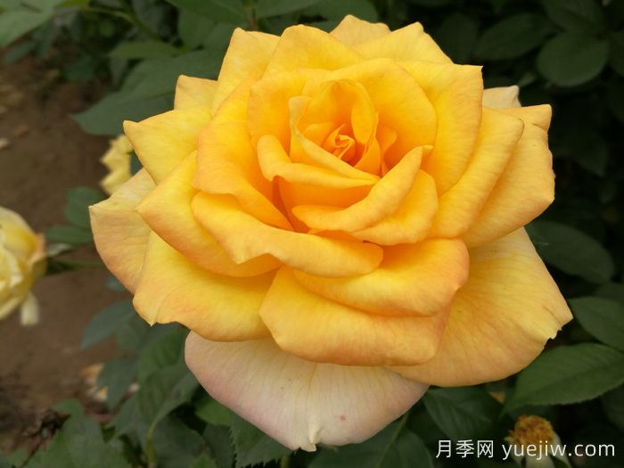 推荐国外评价很高的十款月季品种(图1)