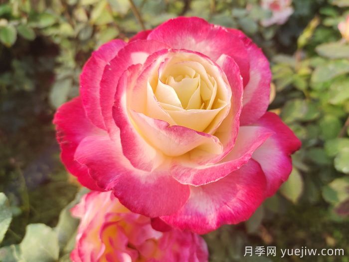 月季网推荐新手必入的9个大花月季(图1)