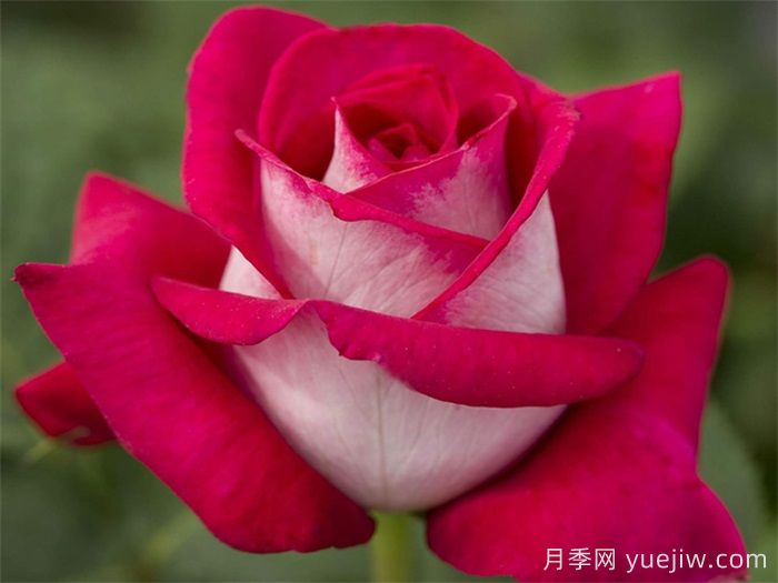 月季网推荐新手必入的9个大花月季(图6)