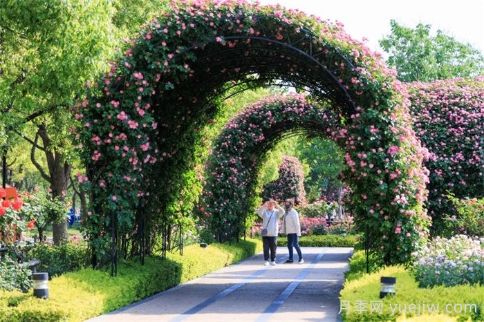 上海浦东滨江前滩月季园，置身月季花海(图2)