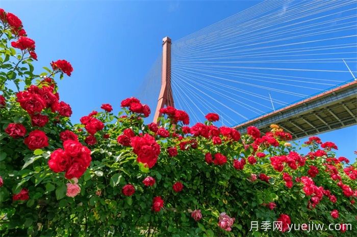 上海浦东滨江前滩月季园，置身月季花海(图3)