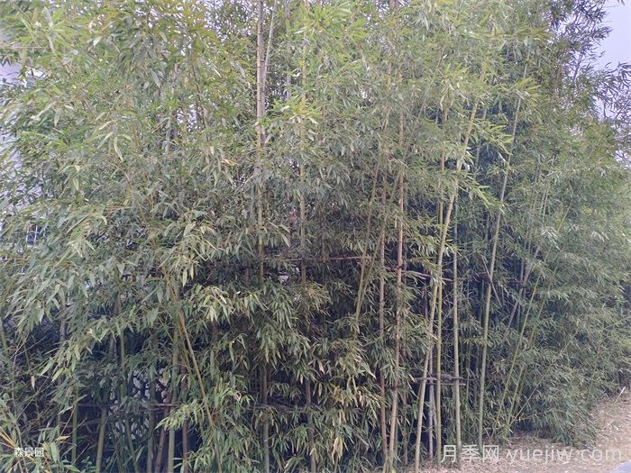 竹子的种类特性、分布状况和应用前景(图2)