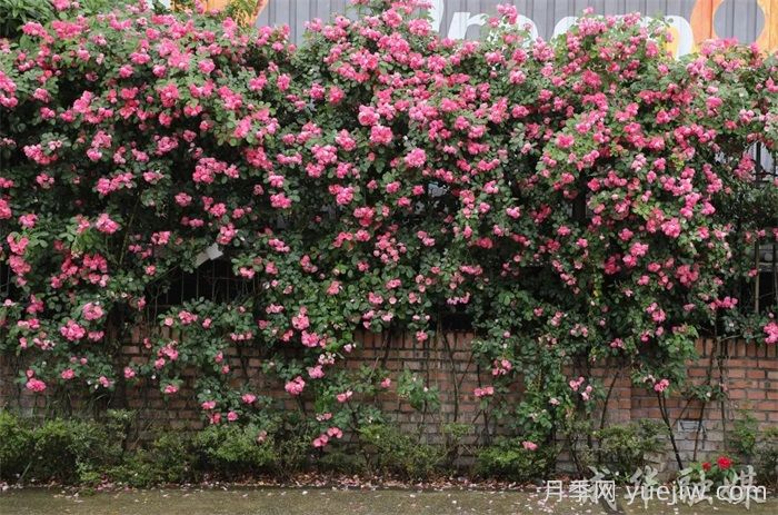 蔷薇已开满墙！这波被成都成华美到了(图2)