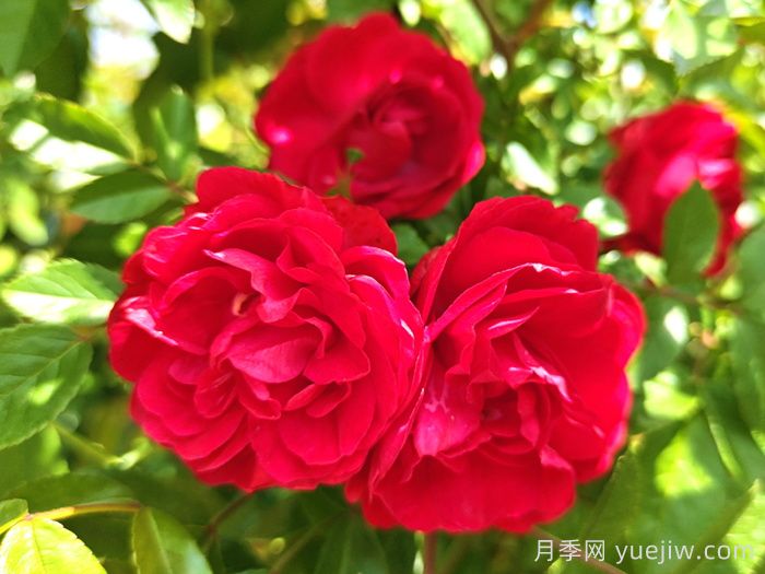 红木香是什么月季花？耐寒可达零下20度(图1)