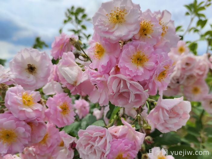 宿迁宿豫：满强蔷薇花簇簇，浪漫的打卡花海(图1)