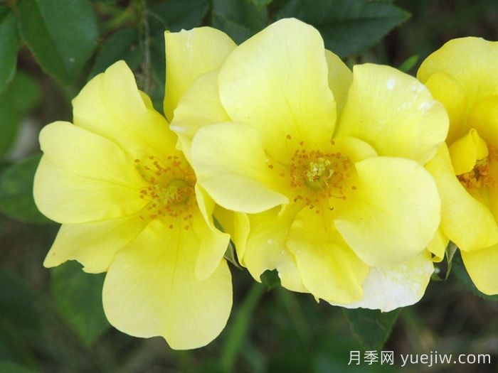 推荐10个优秀单瓣月季品种(图1)