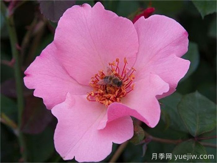 推荐10个优秀单瓣月季品种(图2)