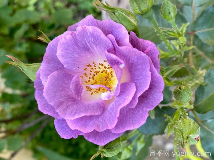 藤本月季中有哪些单瓣花？(图2)